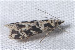 Scoparia axiolecta