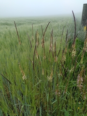 Alopecurus myosuroides