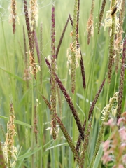 Alopecurus myosuroides