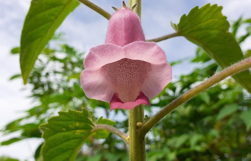 Sesamum indicum