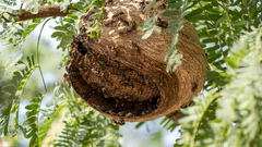 Polybia occidentalis bohemani