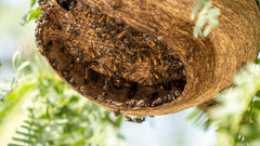 Polybia occidentalis bohemani