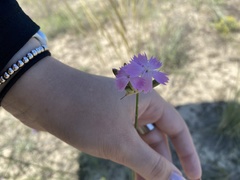 Dianthus polymorphus