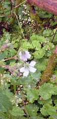 Micranthes nelsoniana aestivalis