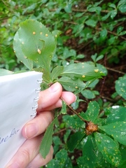 Puccinia graminis