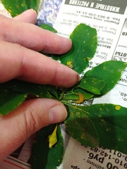 Puccinia graminis