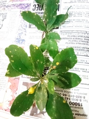 Puccinia graminis