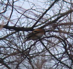 Fringilla montifringilla