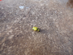 Diabrotica arcuata