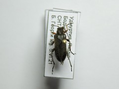 Cortodera femorata