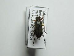 Cortodera femorata