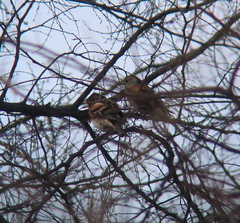 Fringilla montifringilla