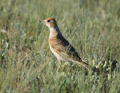 White-winged Lark, photo 3 of 10