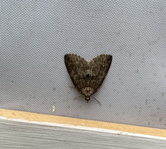 Hydriomena impluviata