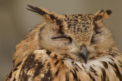 Bubo