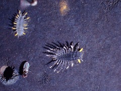 Eumorphus