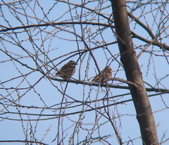 Emberiza rustica
