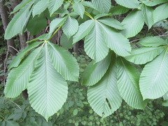 Aesculus turbinata