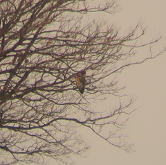 Haliaeetus albicilla
