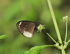 Euploea darchia