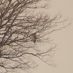 Haliaeetus albicilla