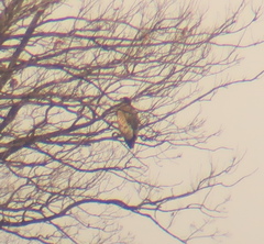 Haliaeetus albicilla