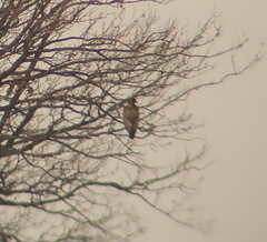 Haliaeetus albicilla