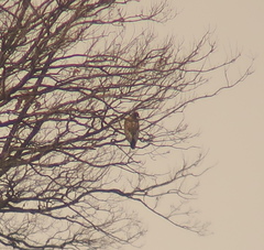 Haliaeetus albicilla