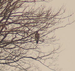 Haliaeetus albicilla