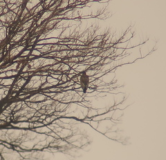Haliaeetus albicilla