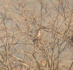 Haliaeetus albicilla
