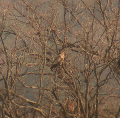 Haliaeetus albicilla