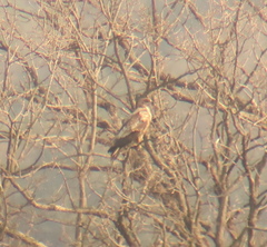 Haliaeetus albicilla