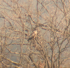 Haliaeetus albicilla