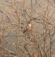 Haliaeetus albicilla
