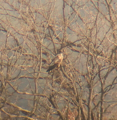 Haliaeetus albicilla
