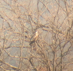 Haliaeetus albicilla