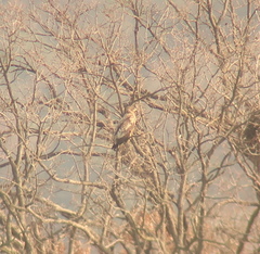 Haliaeetus albicilla
