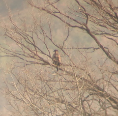 Haliaeetus albicilla