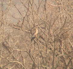 Haliaeetus albicilla