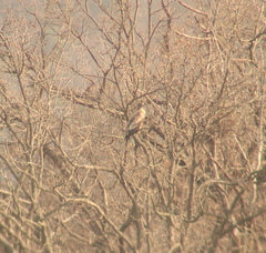 Haliaeetus albicilla