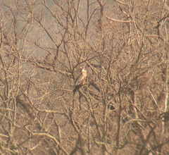 Haliaeetus albicilla