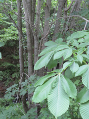 Aesculus turbinata