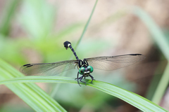 Melligomphus guangdongensis