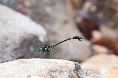 Melligomphus guangdongensis