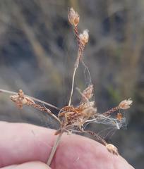 Bulbostylis hispidula