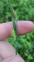 Carex gracilescens