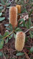 Banksia paludosa