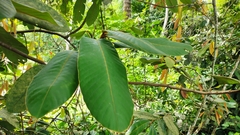Fissistigma thorelii