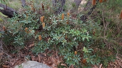 Banksia paludosa